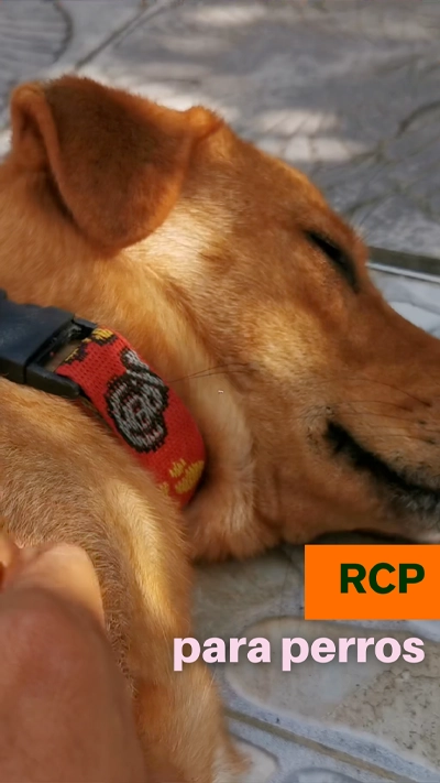 rcp para perros
