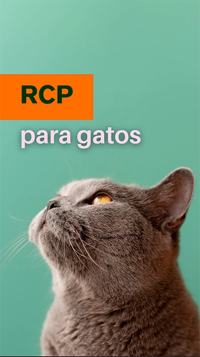 rcp para gatos